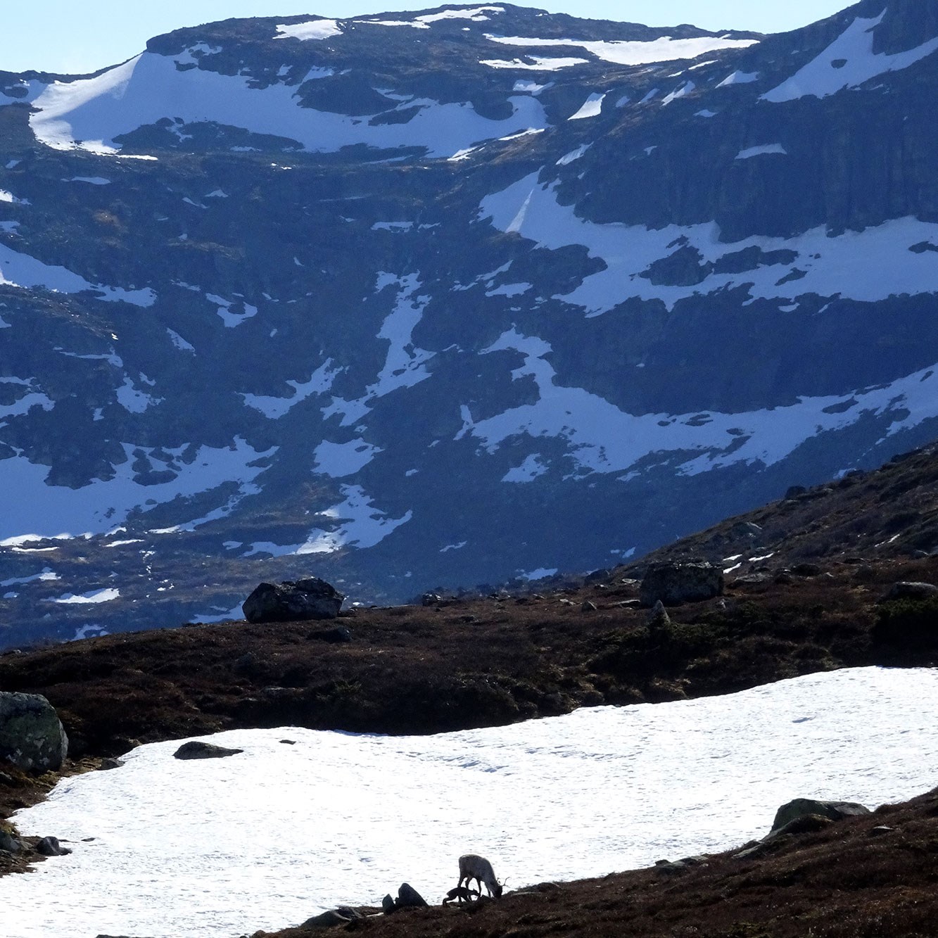 Nyf&oslash;dt reinskalv under simle med fjellsider og sn&oslash; i bakgrunnen