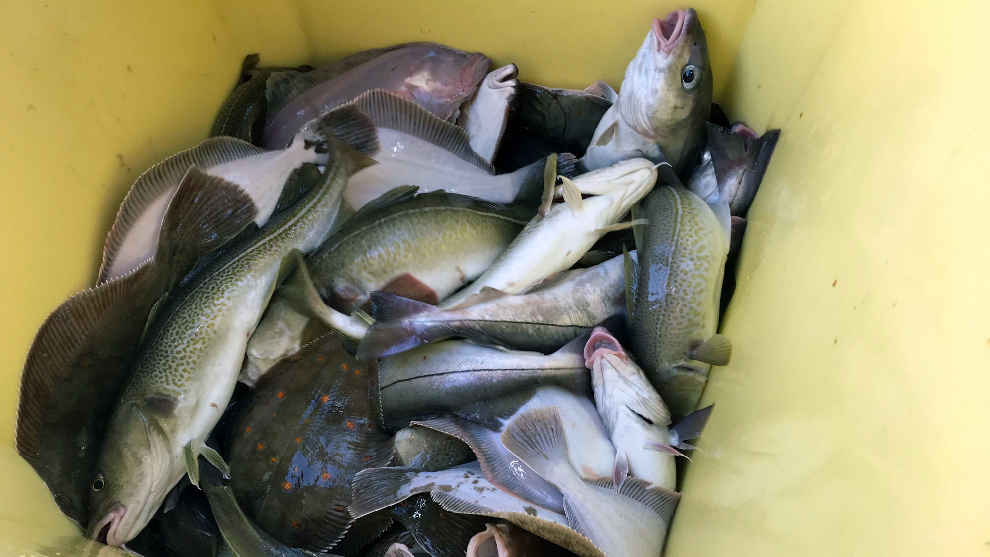 Stamp full av fersk fisk. Foto: Privat